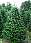 Premium Fraser Fir
